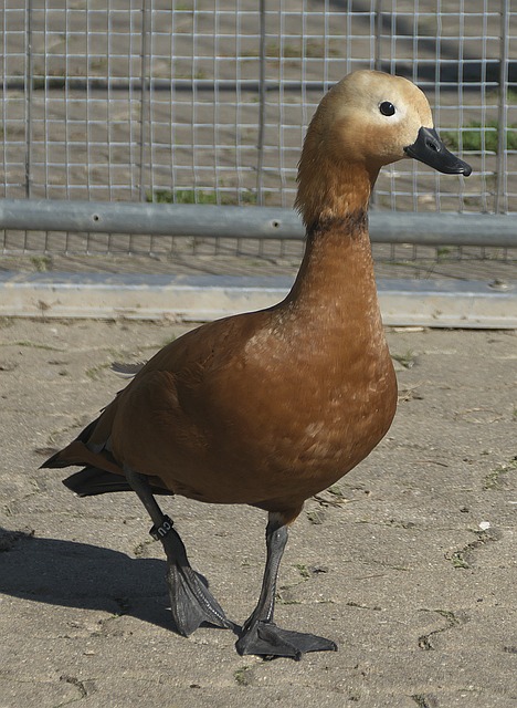 训练